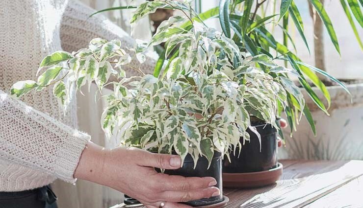 نگهداری از گلهای حساس